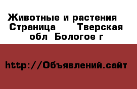  Животные и растения - Страница 17 . Тверская обл.,Бологое г.